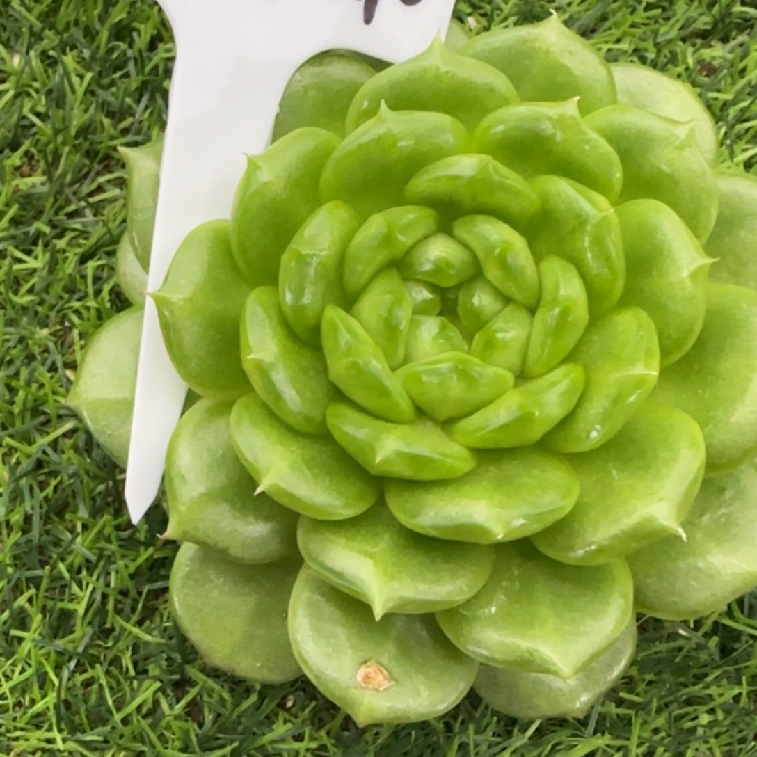 蔬***子灯泡珍妮多肉植物