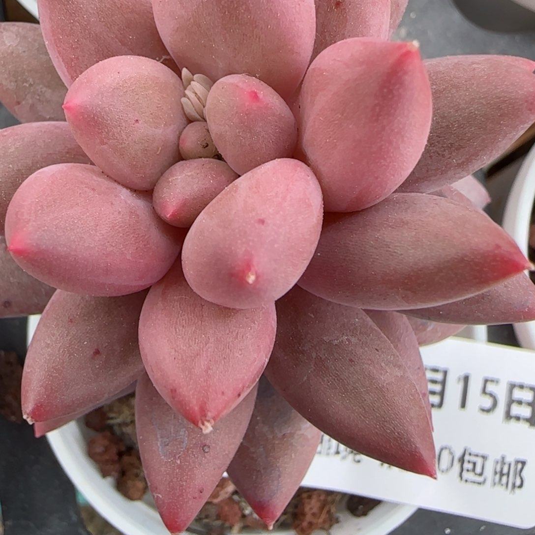 花语逸镜0215-183