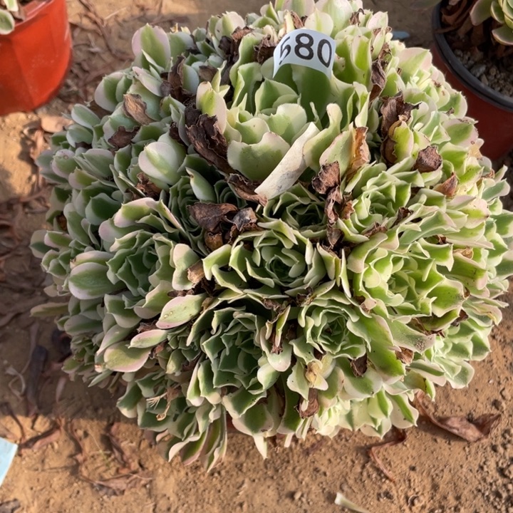 无花朵580多肉植物白凤