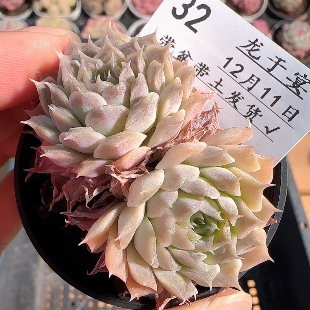 多肉1211-32福利福利