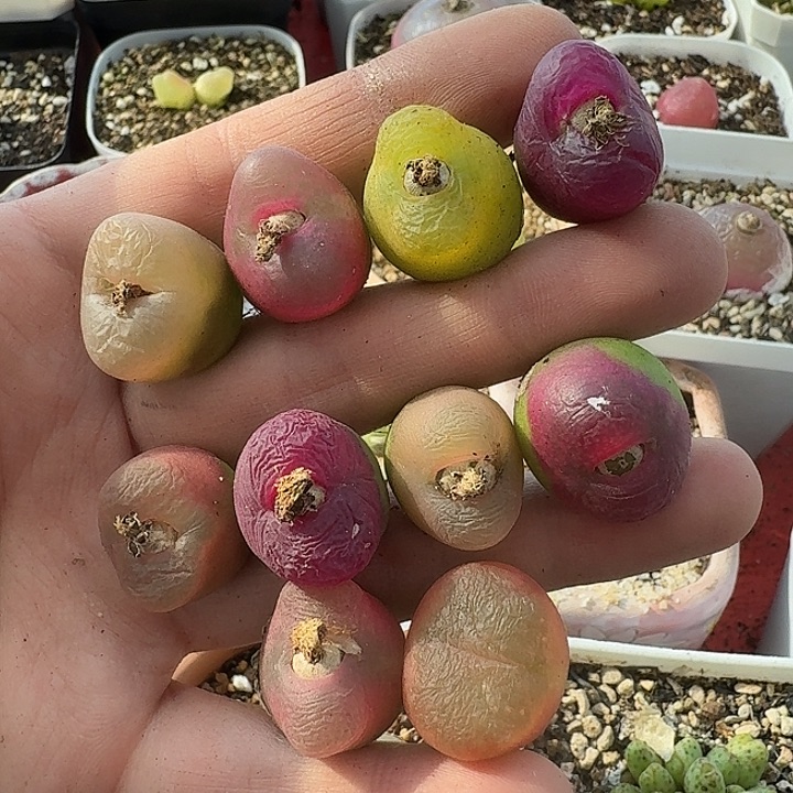 老马生石花毛汗尼1315