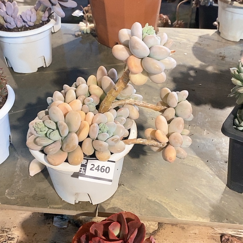 【闪购商品】小***?香水洛神2460