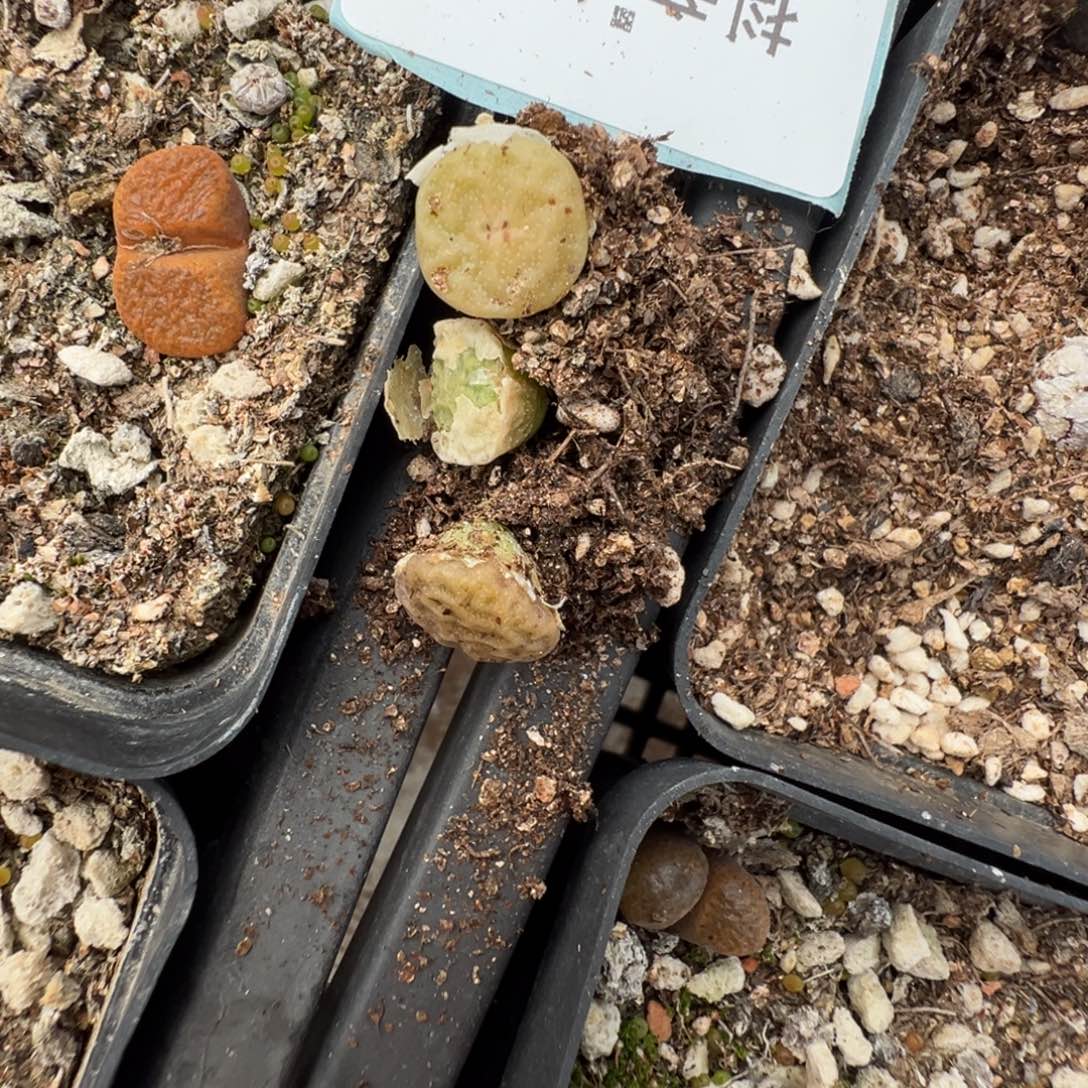 2-87量拍超级烧麦一颗