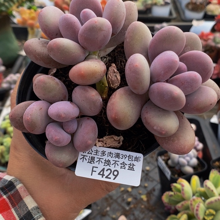 彩虹奶11cm429多肉植物