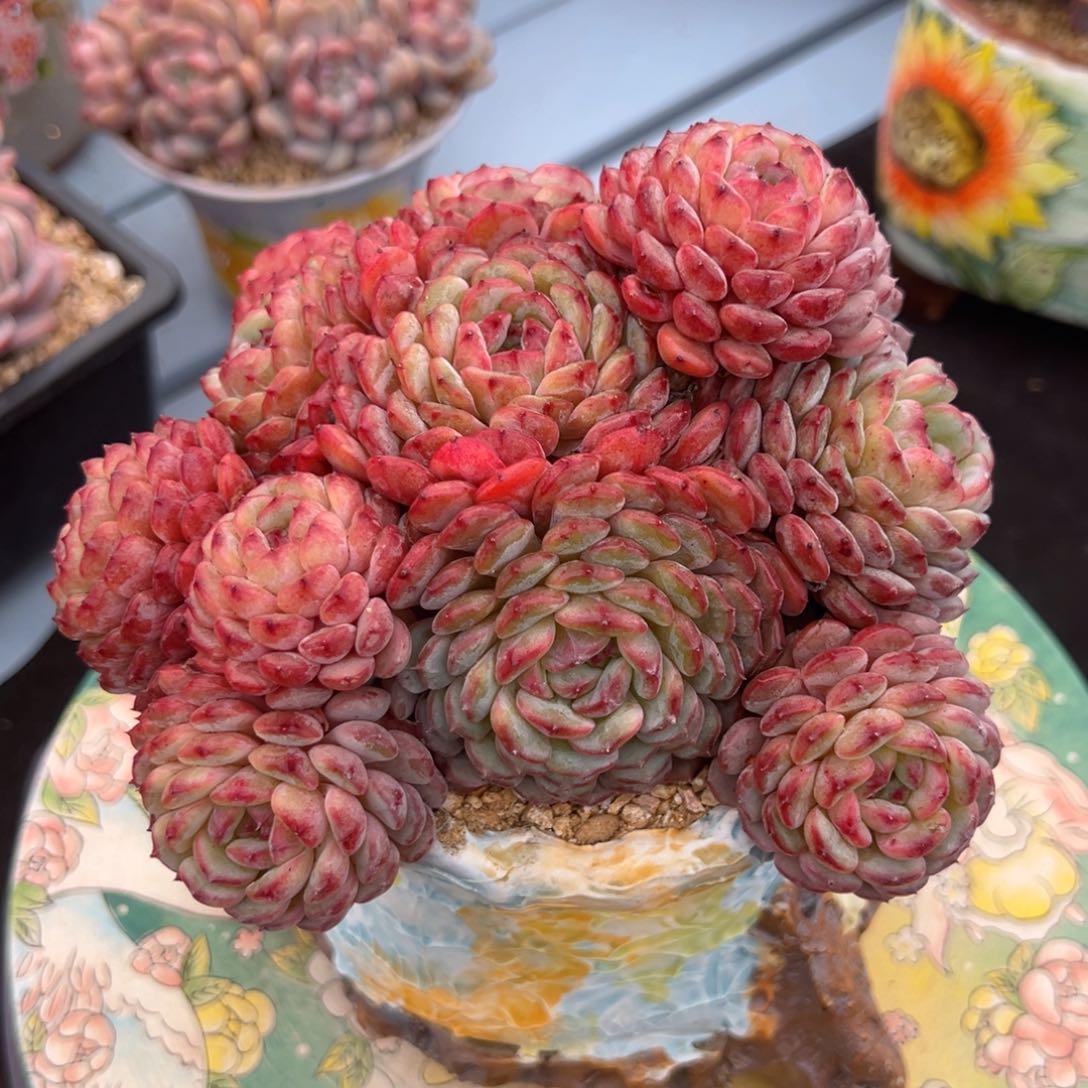 白胖子16公分不带盆