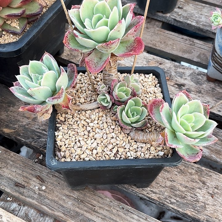 多肉植物，星娜塔