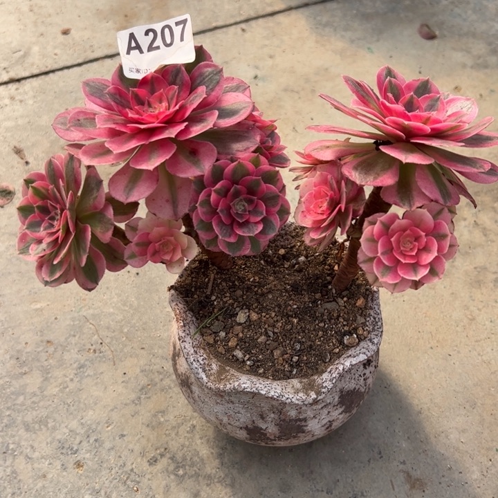 207倾城朵朵朵小精品20厘米