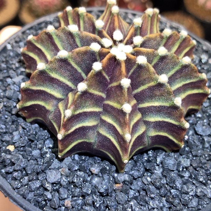 铜系 米哈仙人球