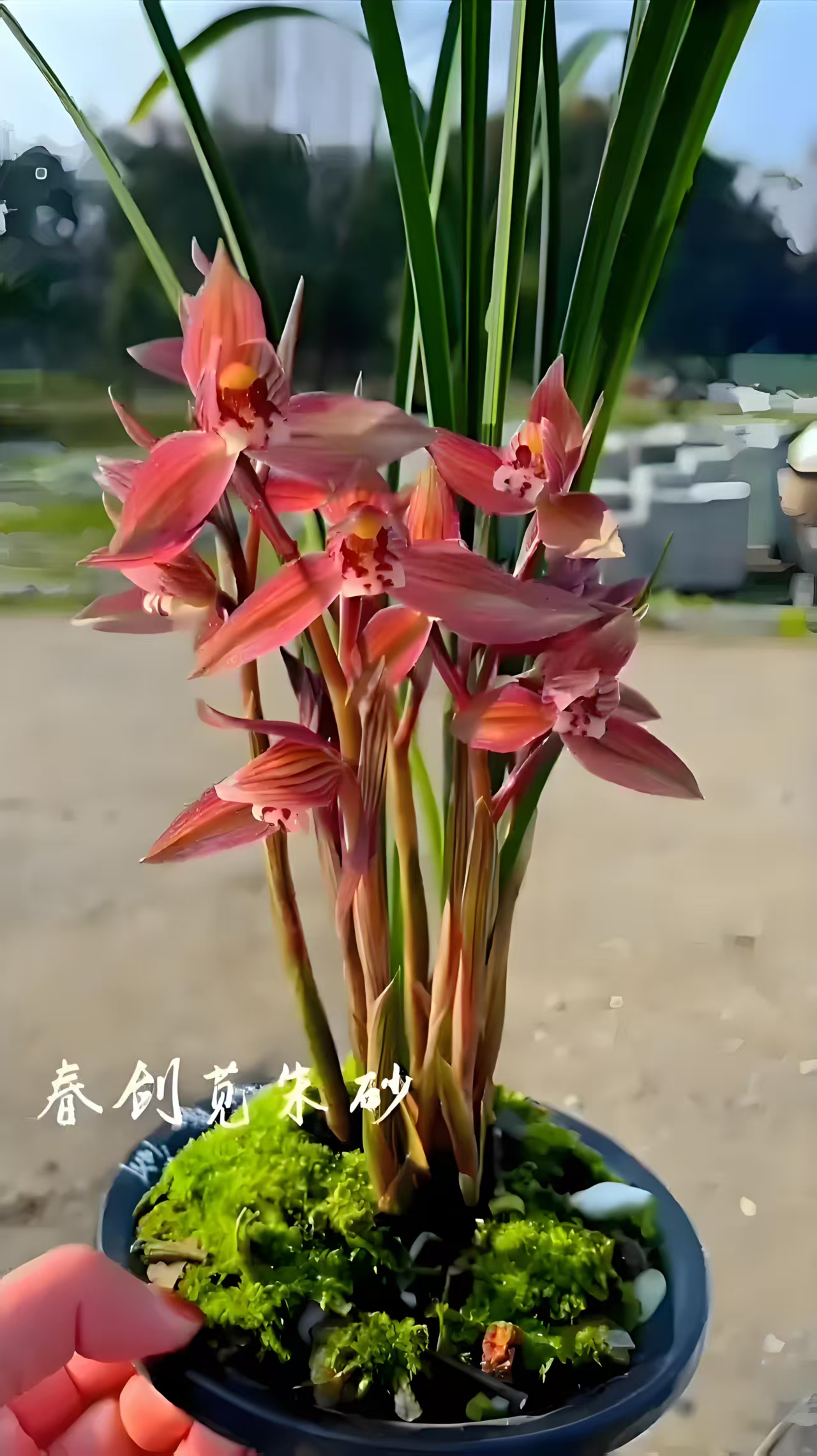 苋朱砂   春节红花荷型瓣