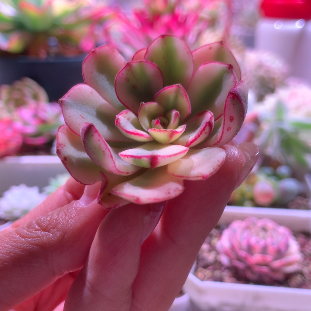 丹尼尔覆轮锦砍头有杆子