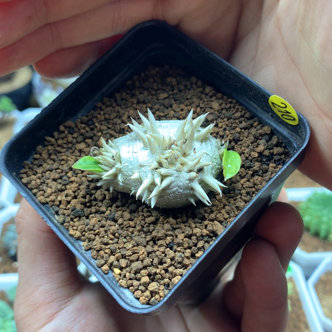 惠比须笑多肉带盆