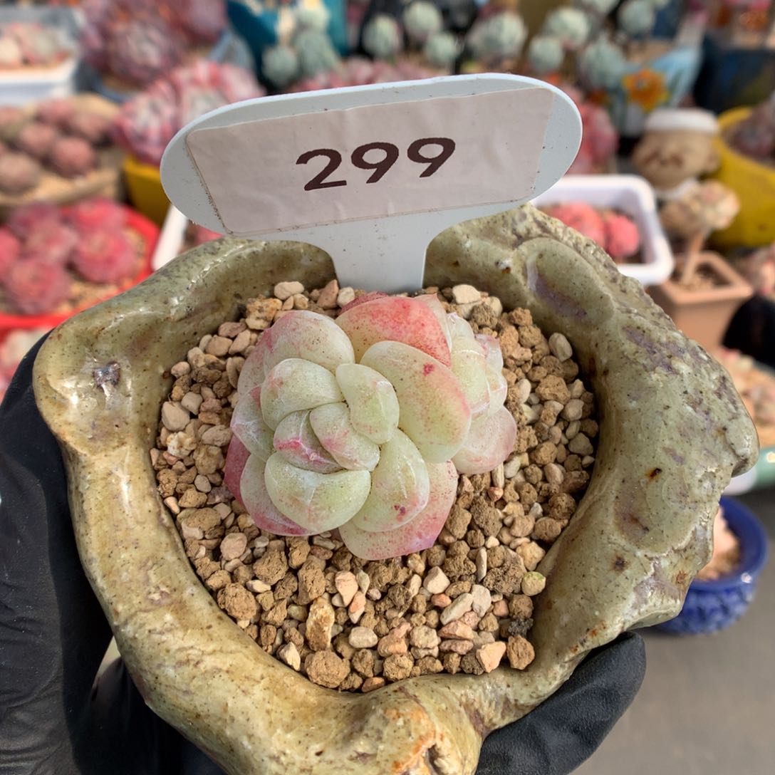 299 冰玉石化多肉