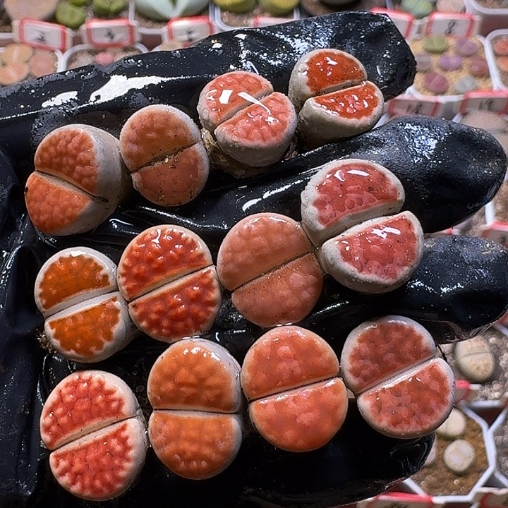 生石花22///。  12号