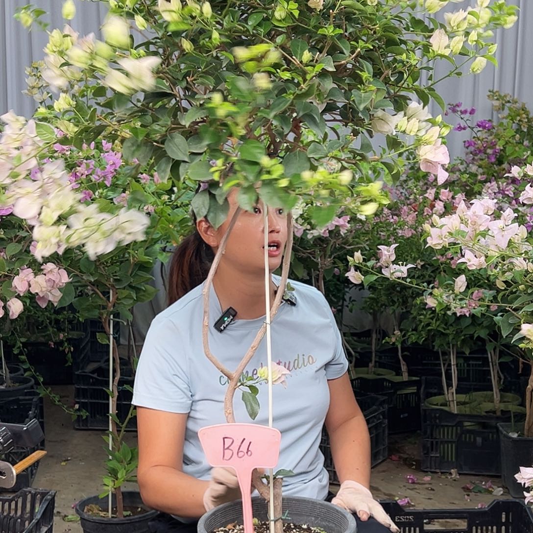 @***姐大部分花苞少量开放B66苹果花