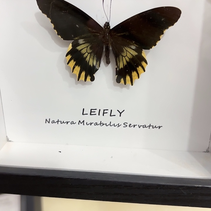 夏***冰蝴蝶标本定制720@
