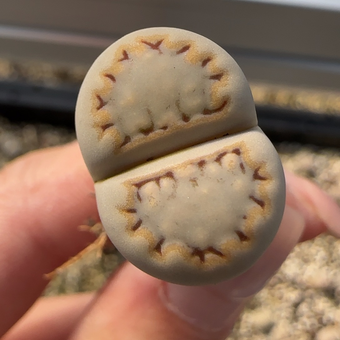 12.8.c215饼干.9045