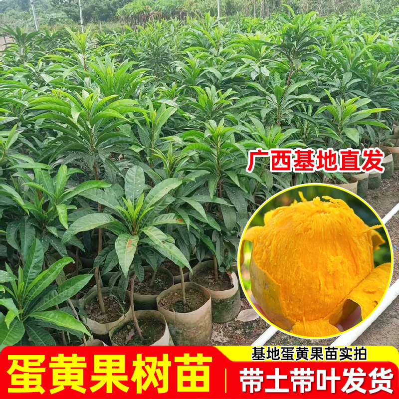 【直播专享】蛋黄果树苗嫁接苗盆栽果树苗蛋黄果水果苗盆栽当年结果