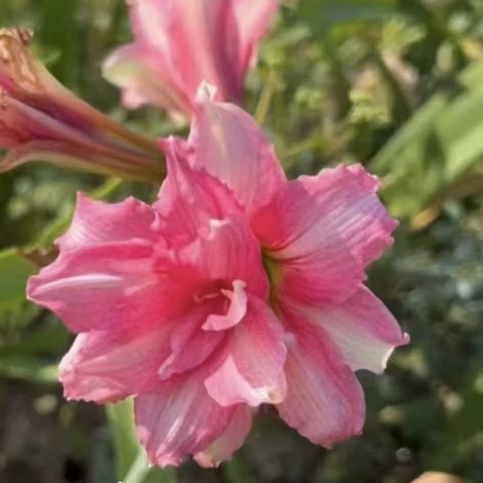 朱顶红【Bao binh】越朱 只包对版，不包后期养护