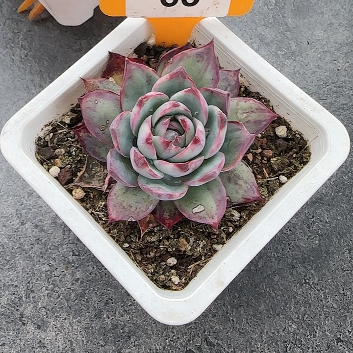 ****个62，27，63 惊鸿仙子多肉植物5-9cm