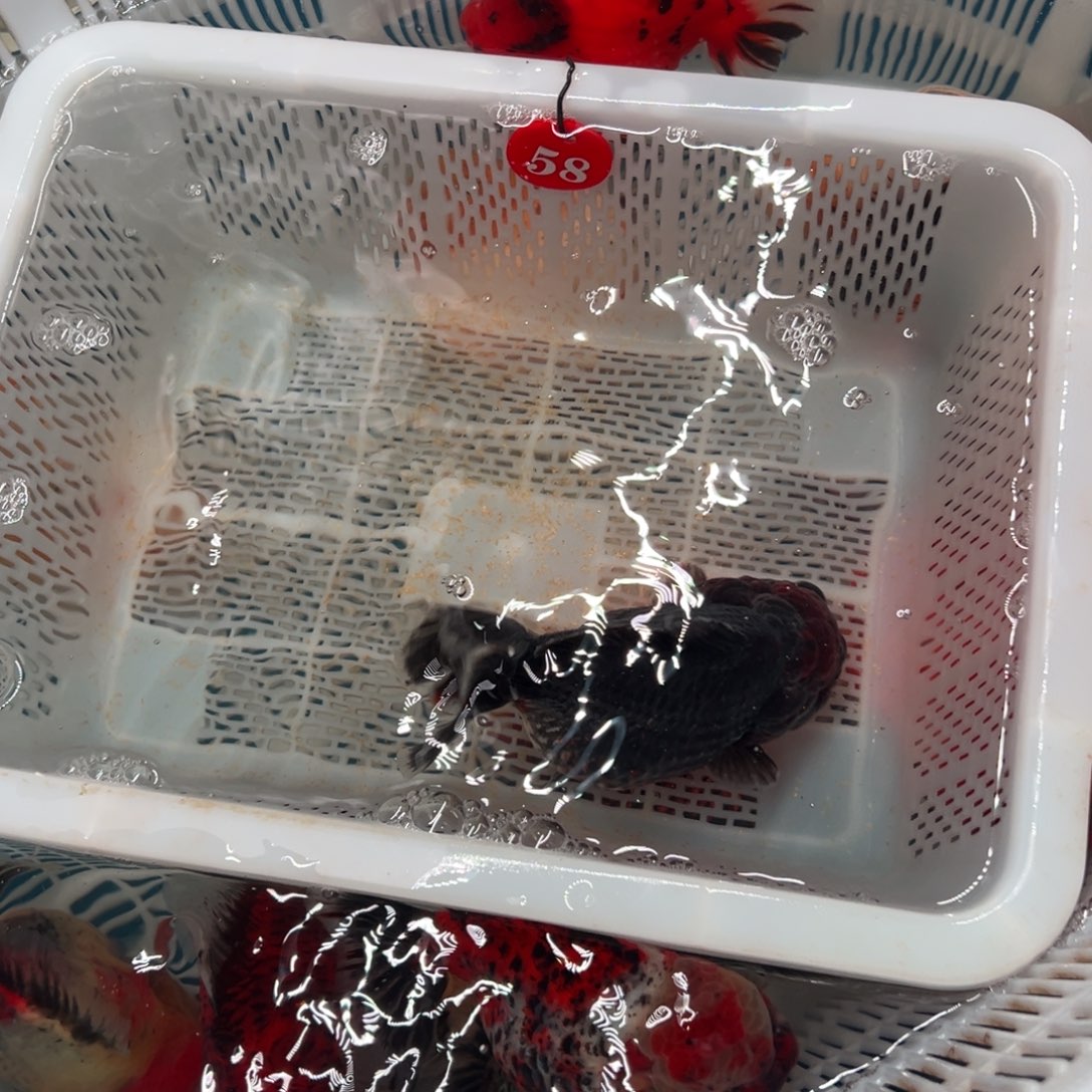 章***哥海水鱼是的你在那里啊