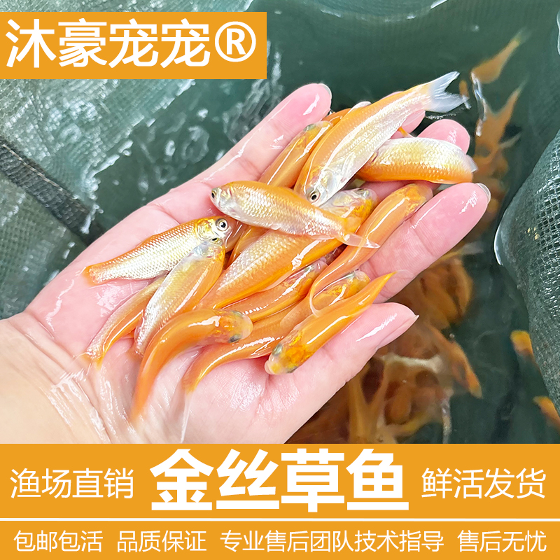沐豪宠宠【运营推荐】金丝草鱼观赏鱼淡水冷水鱼一手货源黄金鱼苗