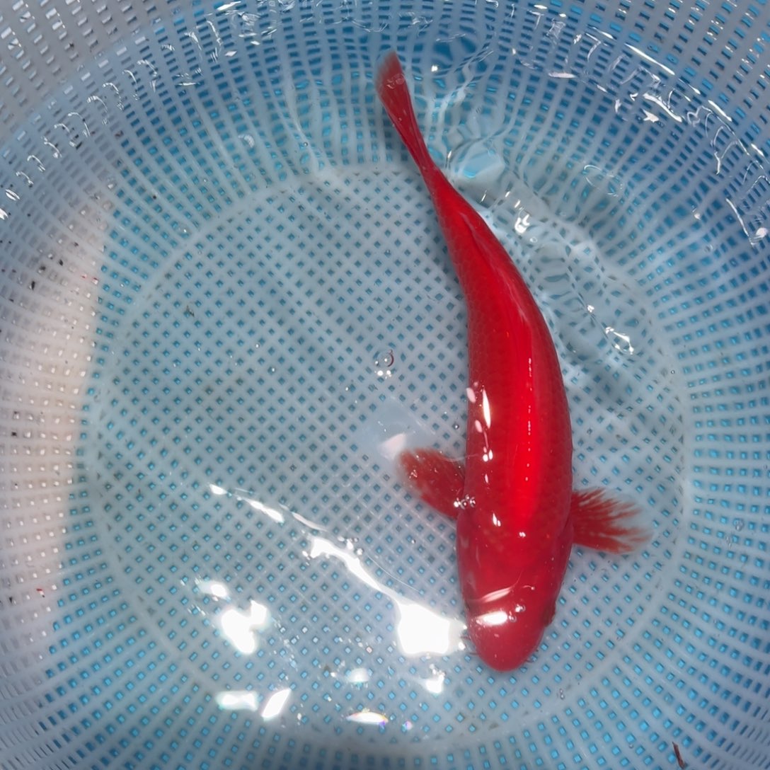 锦鲤锦鲤观赏鱼直播链接