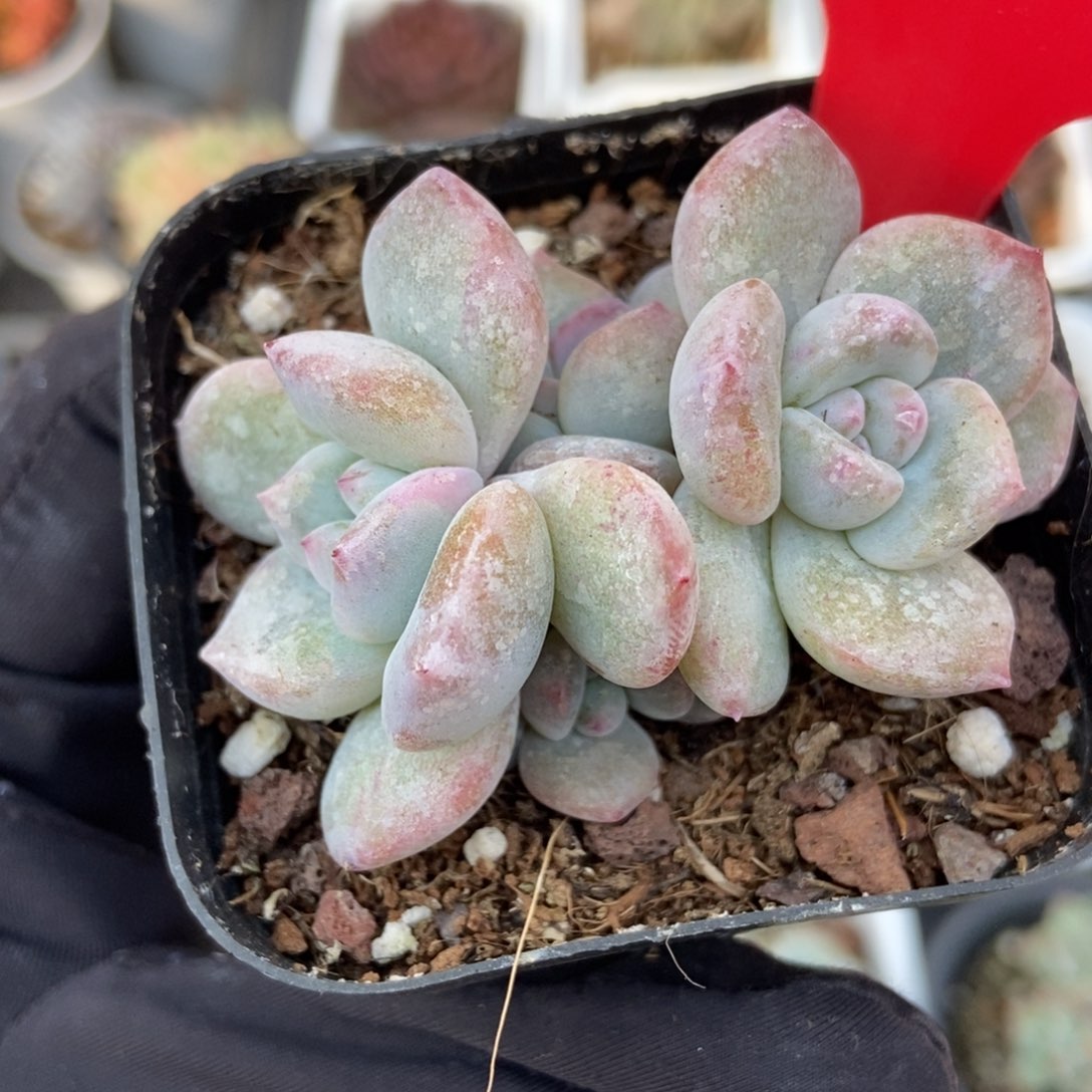 980星影石化多肉植物