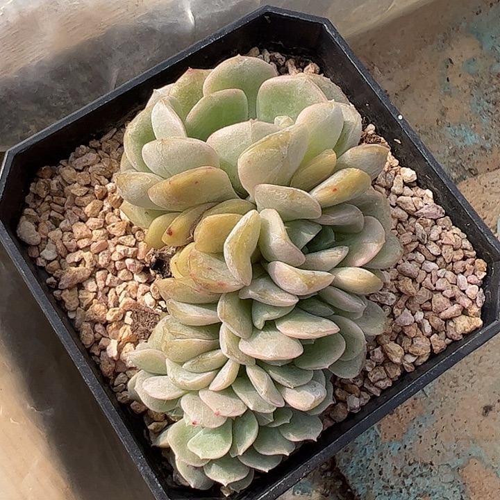 蓉晶缀化11111111111