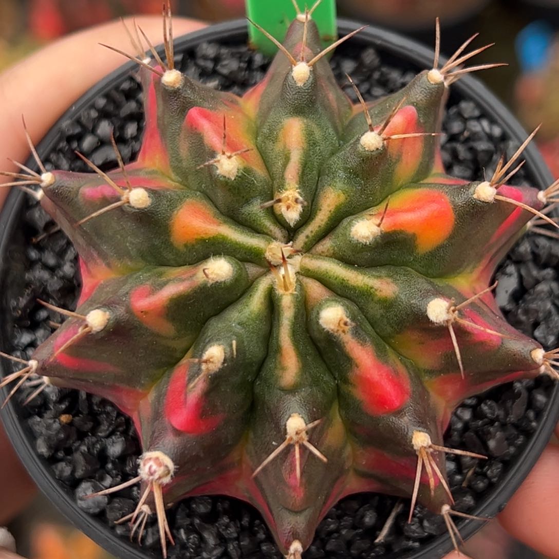 泰系侧芽七彩米哈锦H16