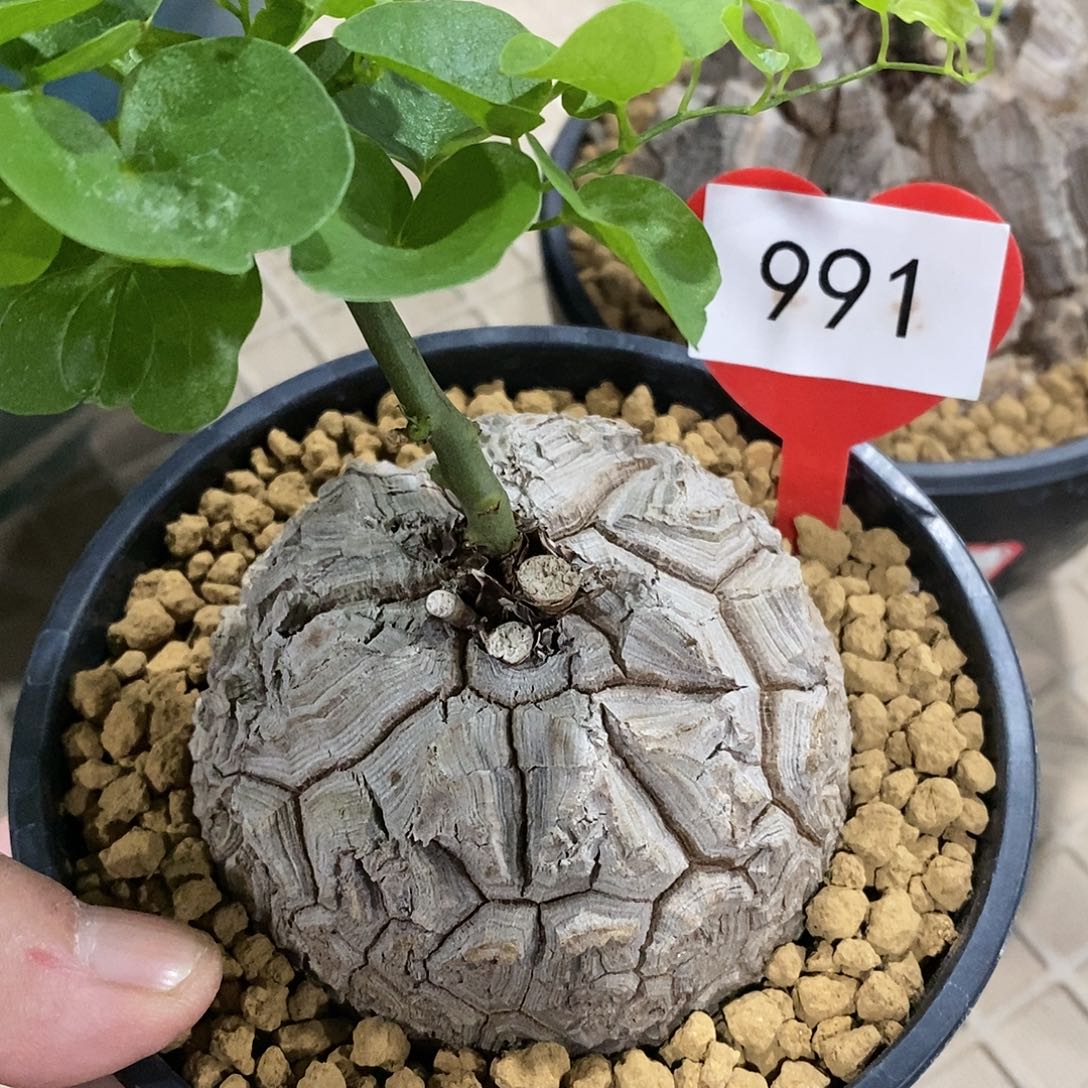 南非龟甲龙龟甲龙