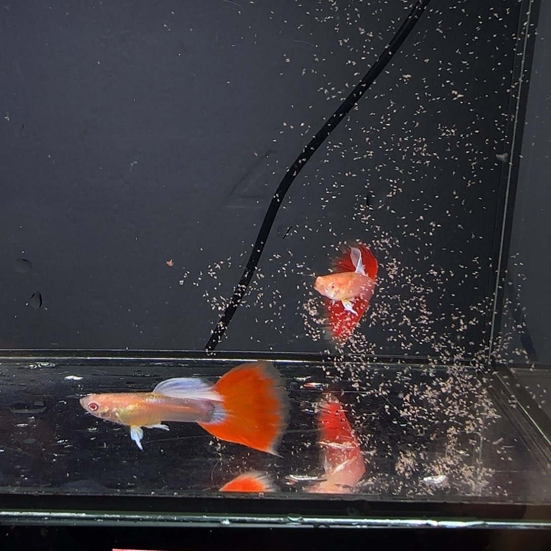 孔雀鱼火烧云两对