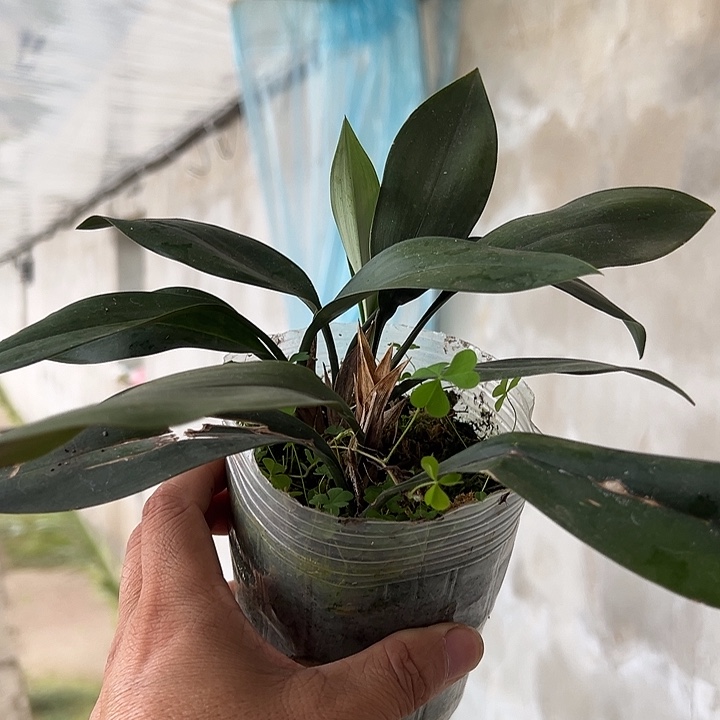 当前无花朵，栽培后可花朵兔儿兰3.5杯4苗