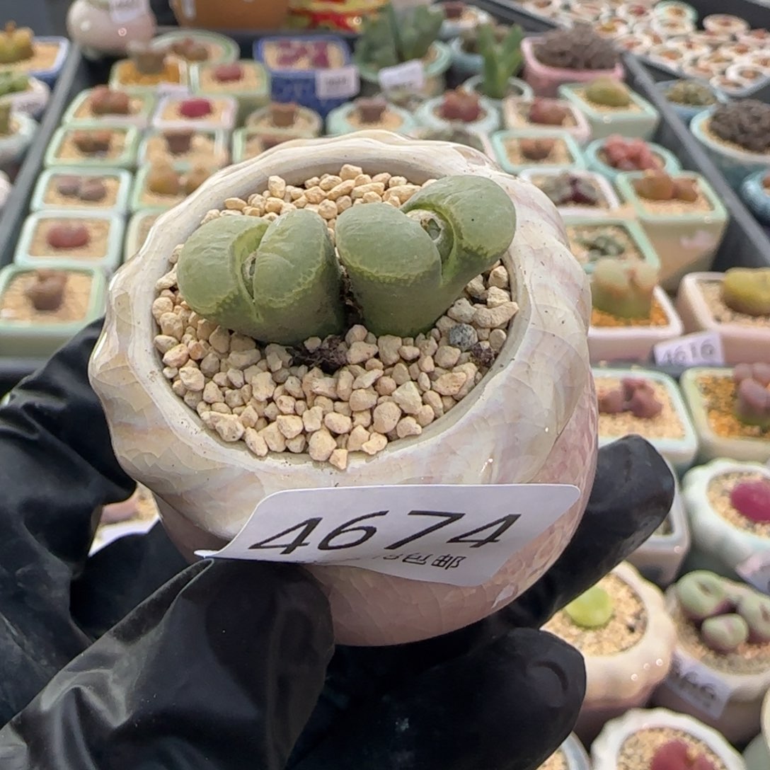 4674-一物一拍 带盆