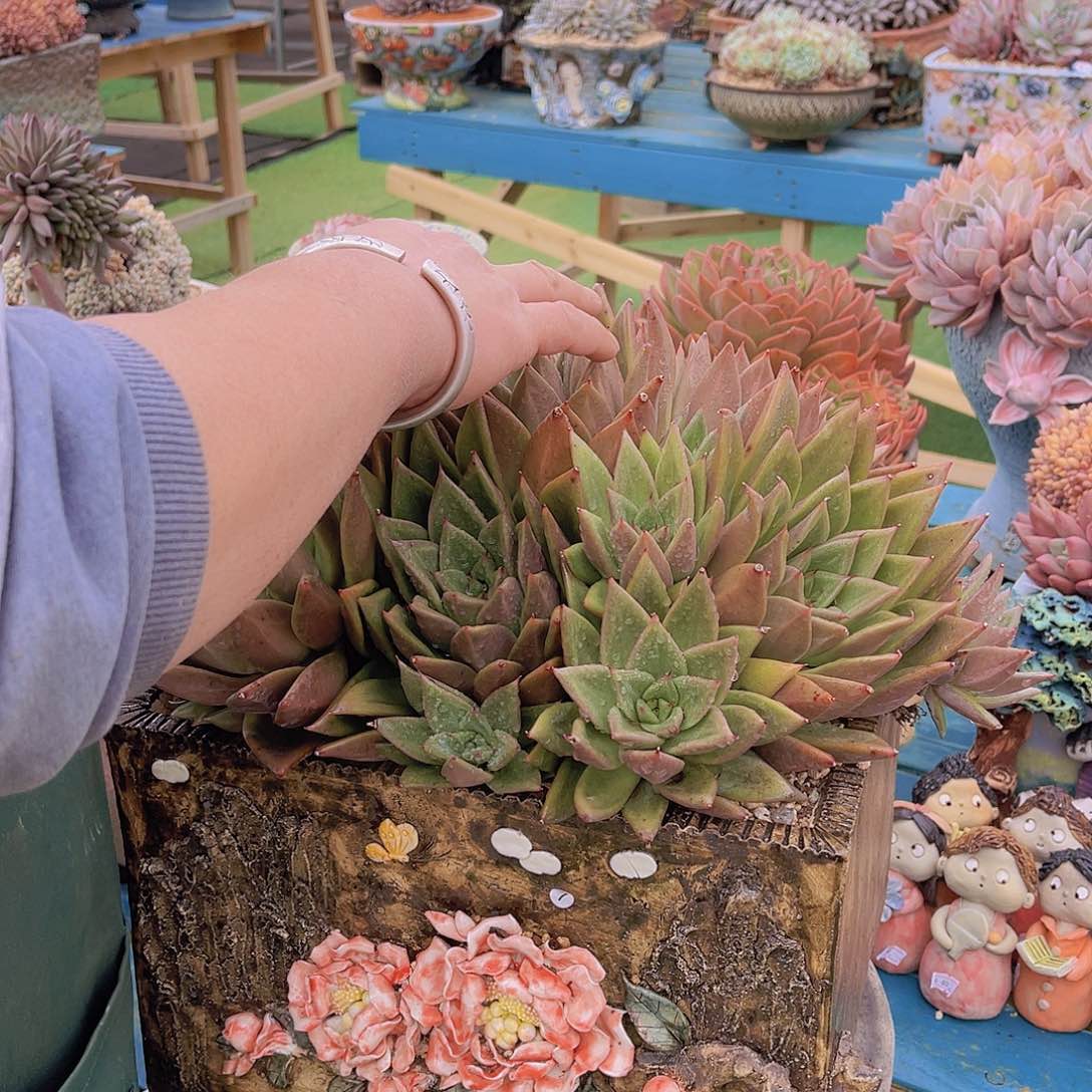 ㊗️**多肉楼蓝栋不带盆