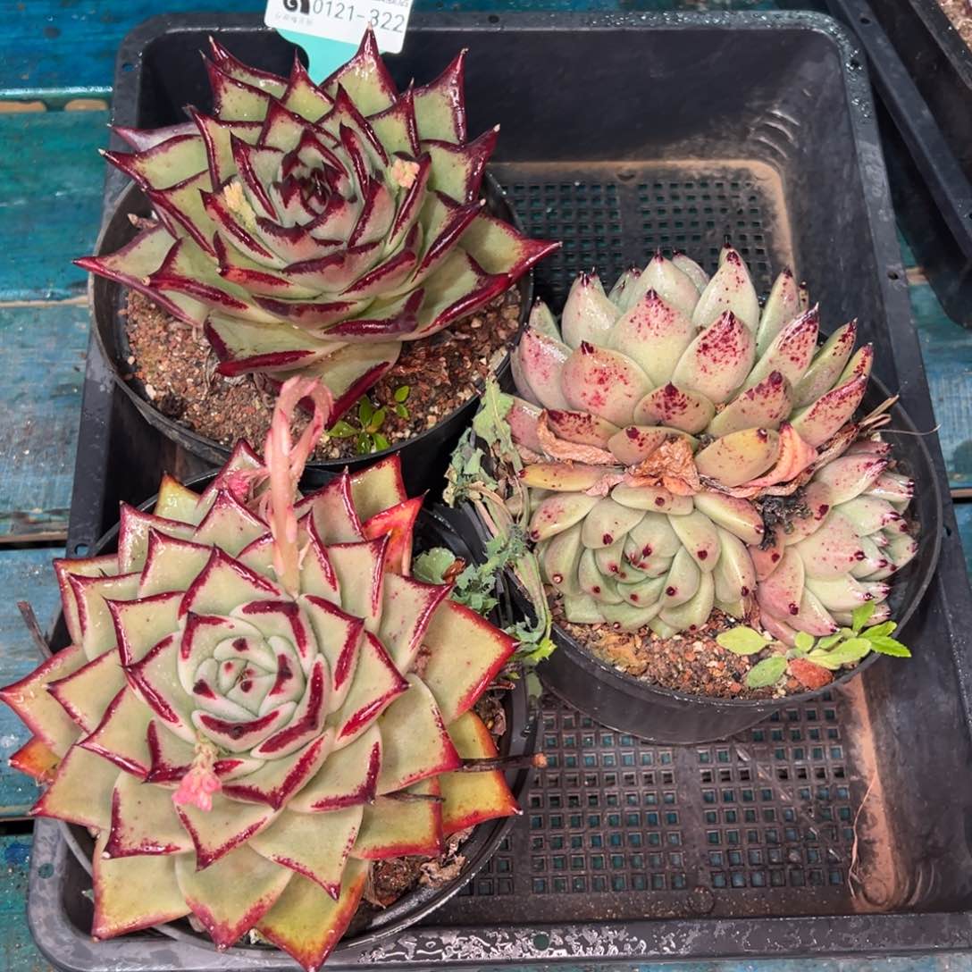 从前慢多肉精选编号0121.322