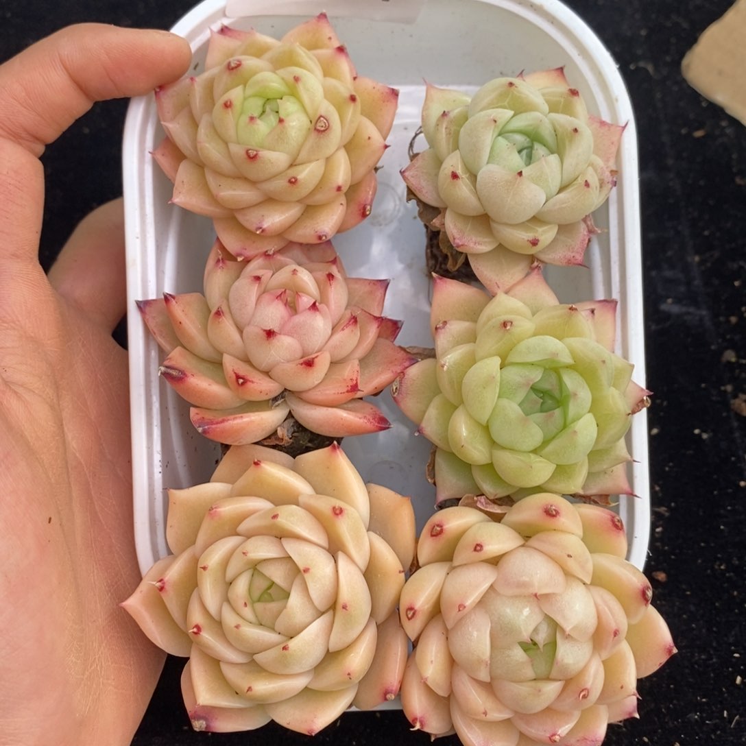 2-811 新疆西藏内蒙不发其他12.8包邮两到三公分多肉