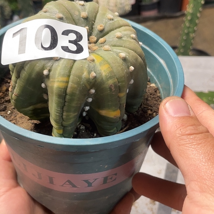 完全开放103指纹海星兜