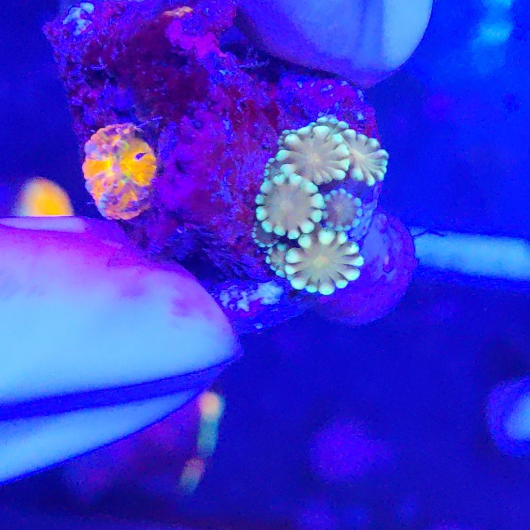 智海海洋珊瑚 不支持退货不包邮