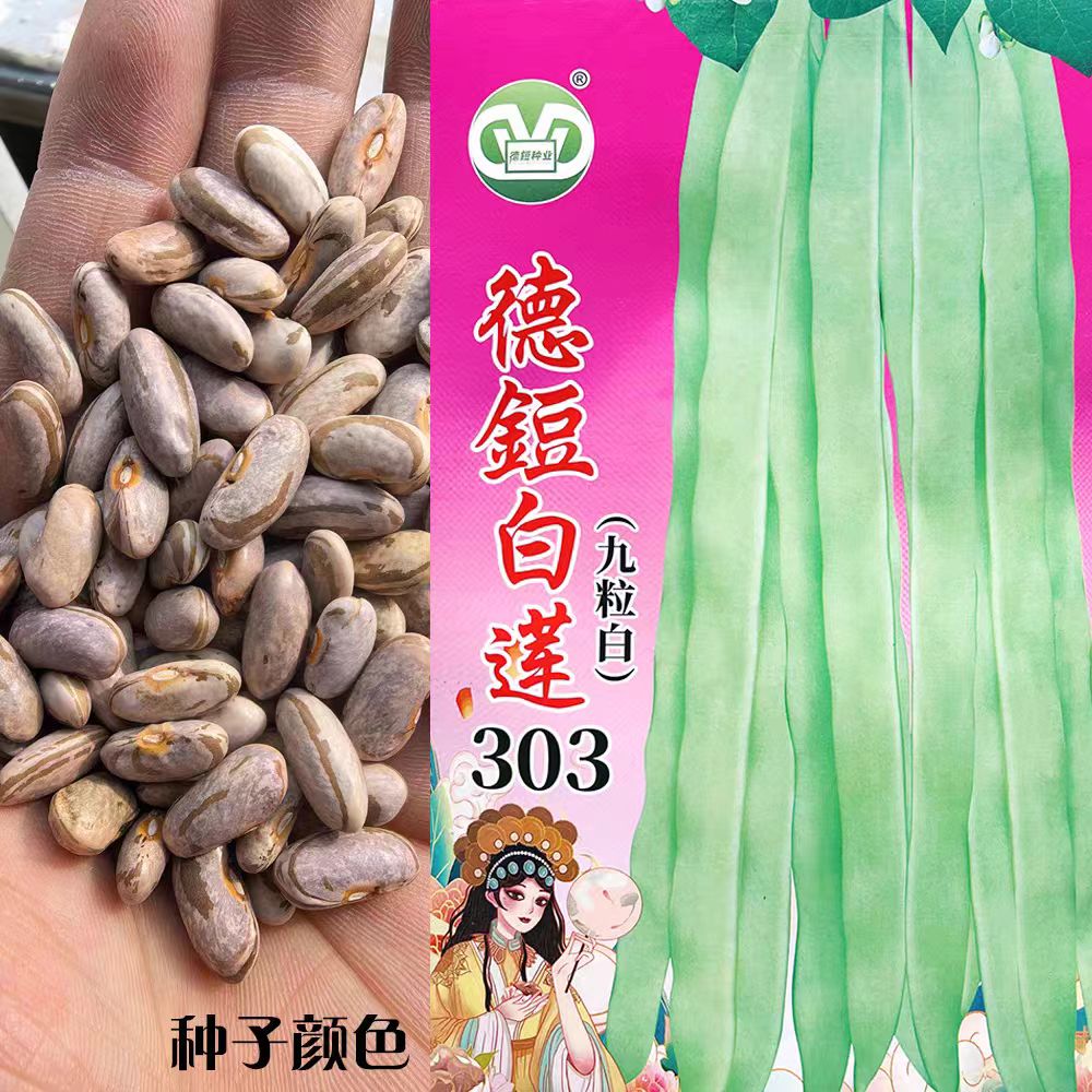 白莲303九粒白架豆种子耐热耐低温四季豆种籽农家春秋播种蔬菜籽
