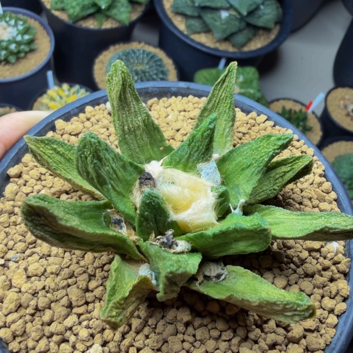 这颗带黄体锦但是有争议