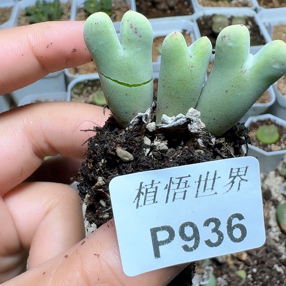 936盒多肉植物哇f b