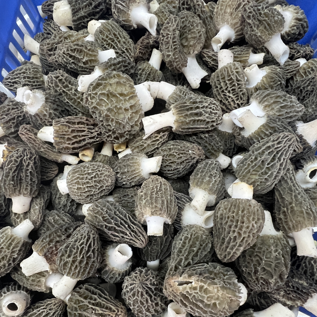 （冬季）鲜美羊肚菌汤包汤佳品