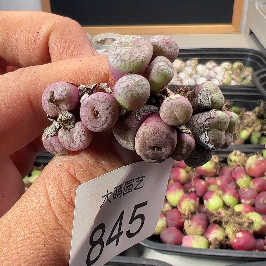 一物一拍。         845