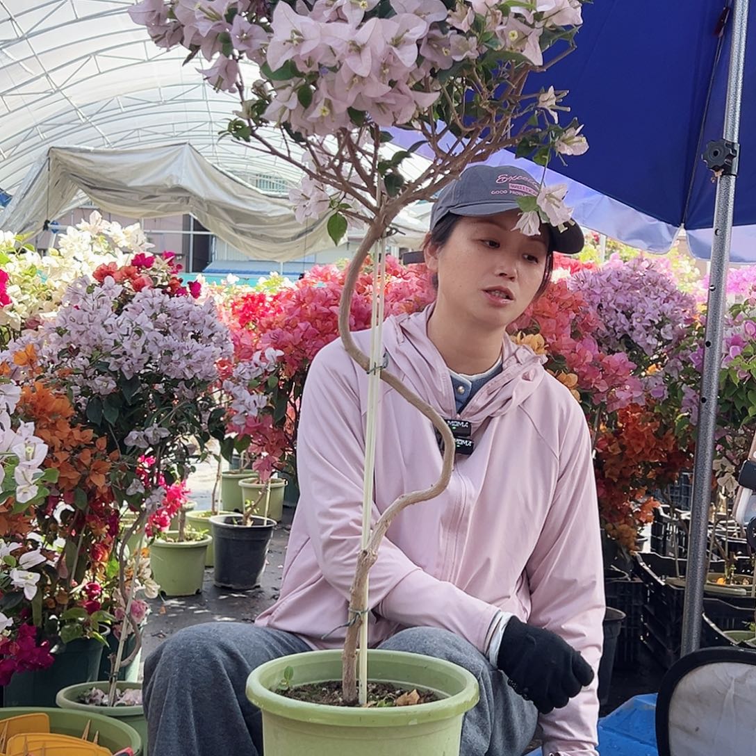 用***2大部分花苞少量开放J28苹果花