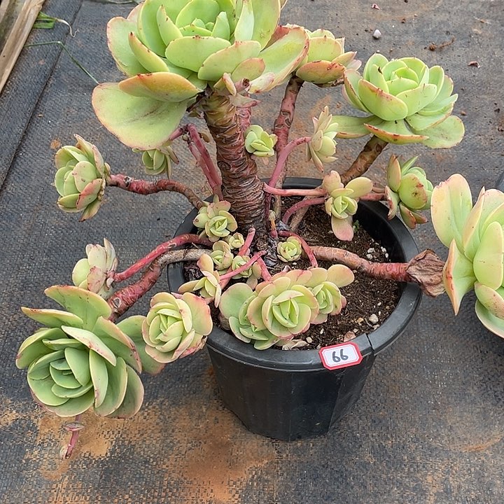 66碧桃 一物一拍多肉