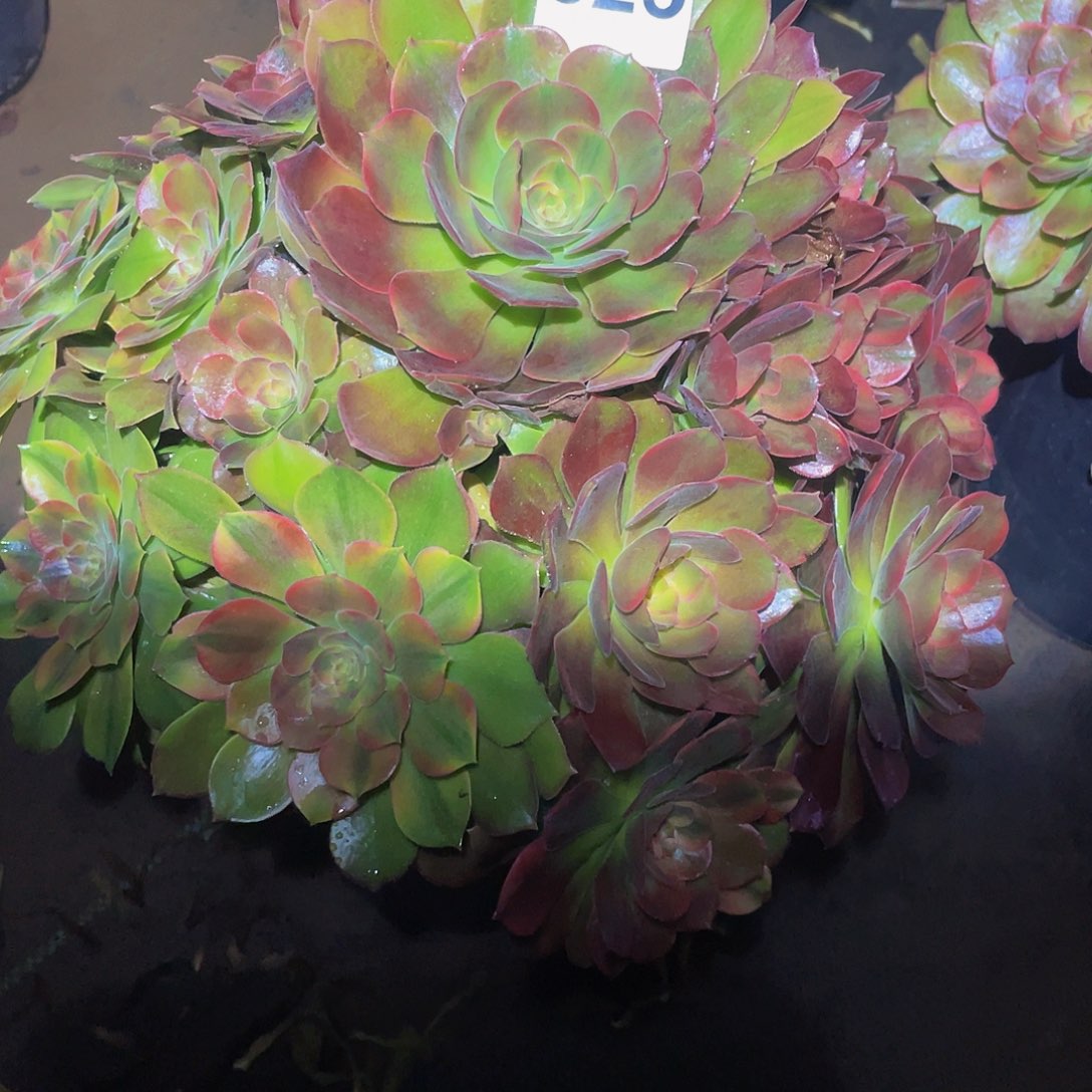 朝**拾多肉法师825号雅典娜发货不包损