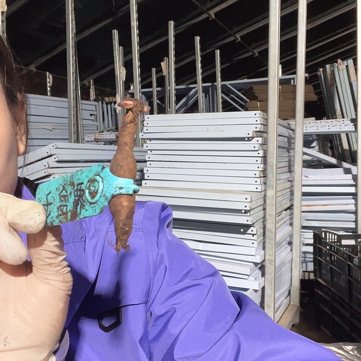 当前无花栽培后可以开花覆盆子根芽