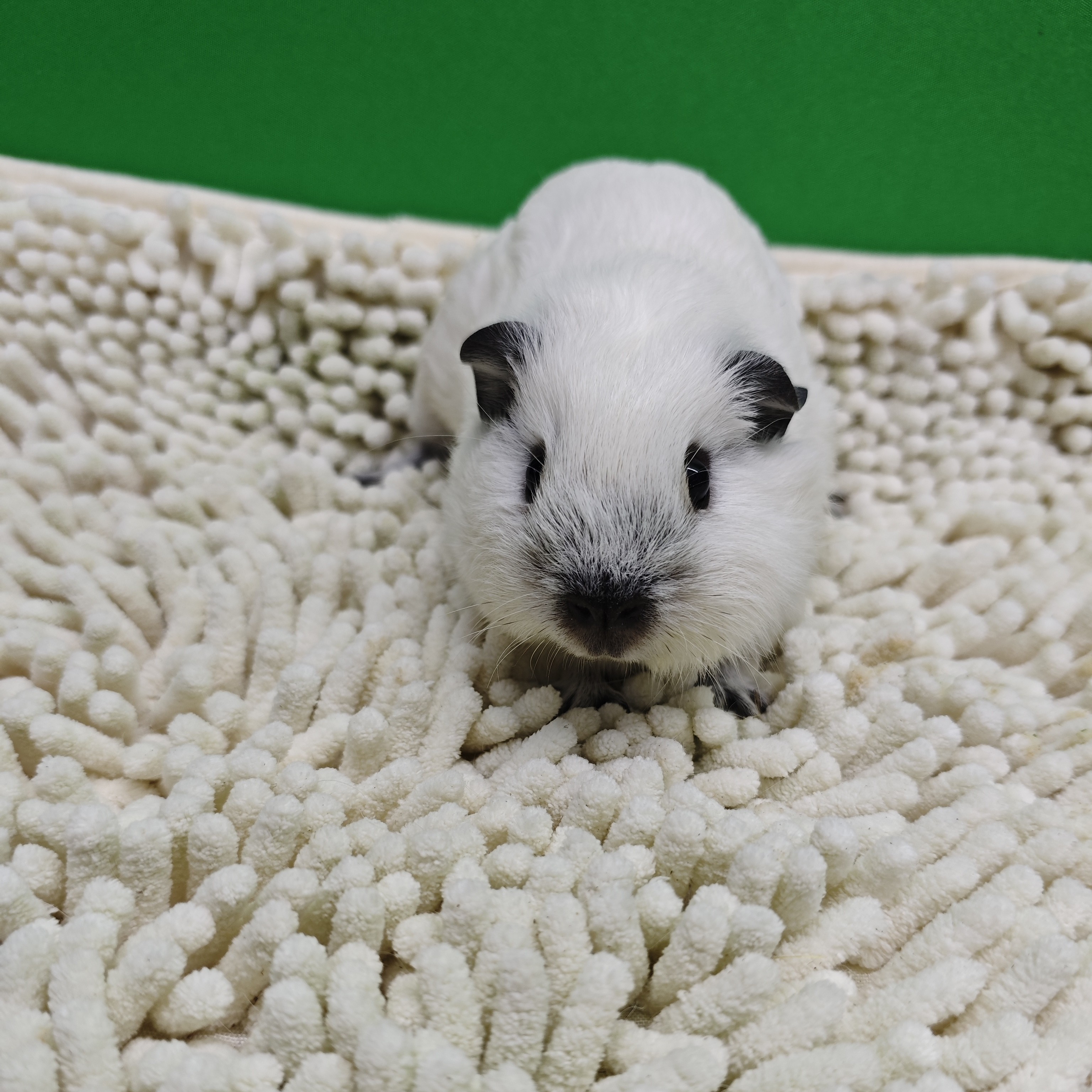 宠物豚鼠白加州弟弟