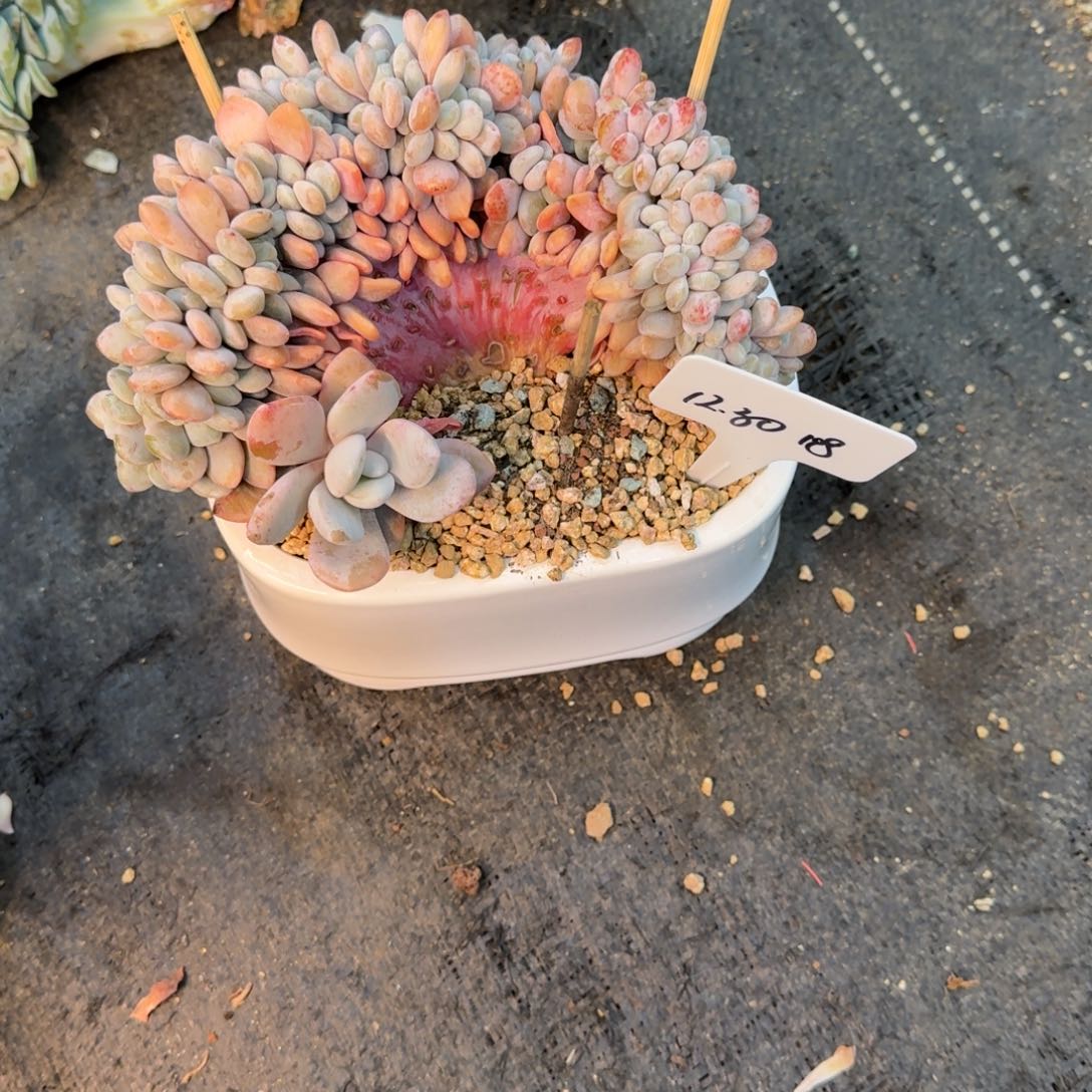 一物一拍粉兔缀化118