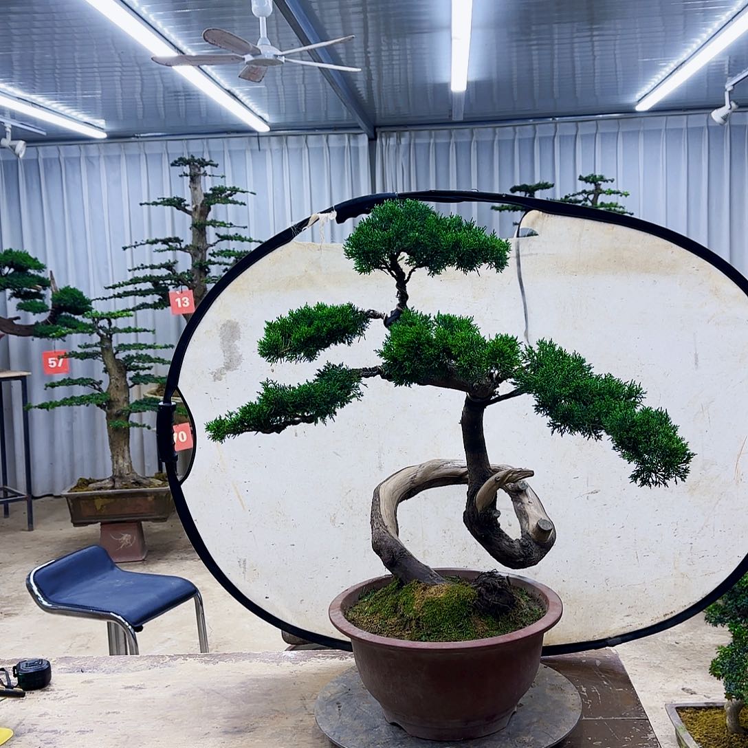 无花朵00000000000000